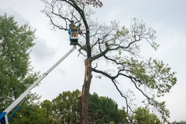 Best Tree Pruning Services  in Conestee, SC